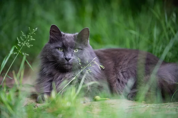 Gato Pelo Largo Gris Hierba Alta —  Fotos de Stock