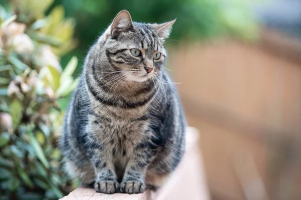 Tabby Cat Sitting Bench — Stock Photo, Image