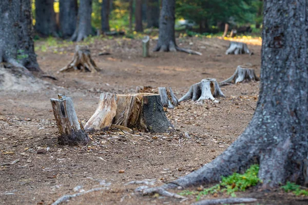 Troncos Árvores Floresta Depois Cortados — Fotografia de Stock