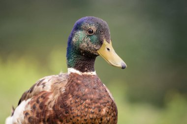 Yeşilbaş ördek portresi kapatın.