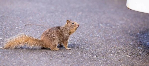 Braunes Eichhörnchen Auf Dem Asphalt — Stockfoto