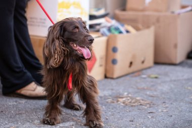 Yavru horoz İspanyol bir leash üzerinde. Kişi içinde belgili tanımlık geçmiş kutuları yığılmış öğelerle dolu.