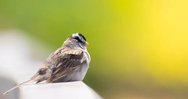 Sparrow Zábradlí — Stock fotografie