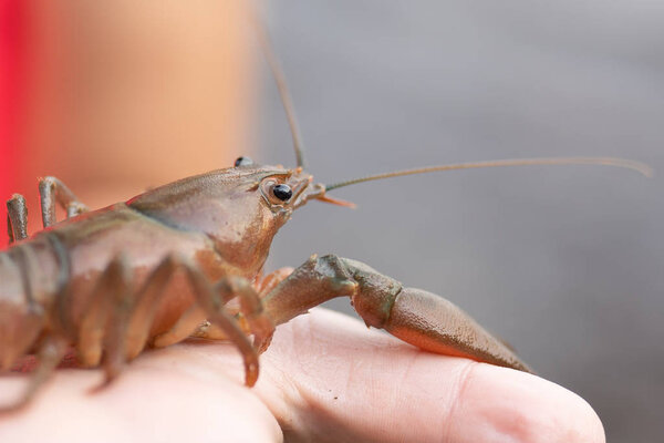 Крупный план детской руки, держащей раков
.