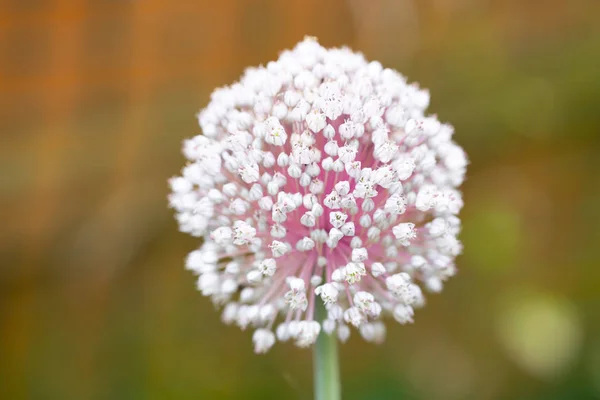 Blooming garlic flower on a colorful background