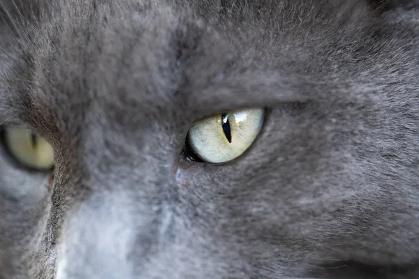 Close Shot Gray Cat Eye Pupil High Resolution — Stock Photo, Image