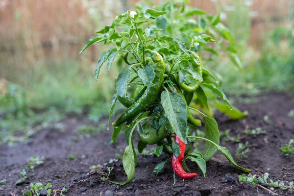 Grüne Und Rote Paprika Die Garten Wachsen — Stockfoto