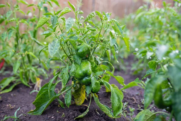 Grüne Paprika Die Garten Wächst — Stockfoto
