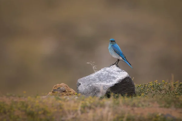 Malý Modrý Pták Sedící Kameni — Stock fotografie