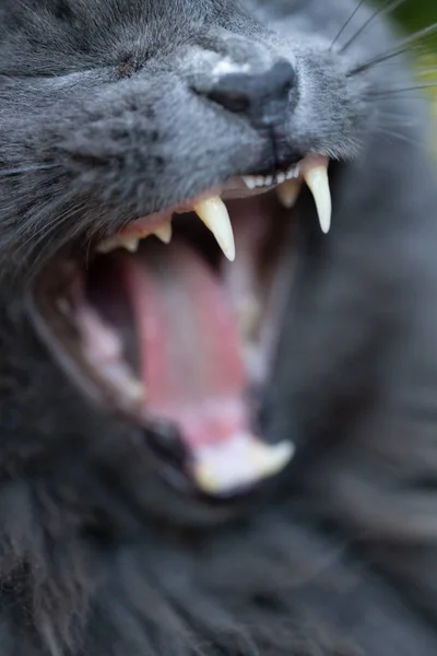 Grey cat yawns showing it's teeth