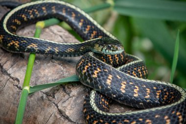 Ortak garter yılanı (Thamnophis sirtalis) Sauvie Adası, Oregon düşmüş bir ağaç üzerinde.