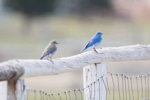 Bluebird Sentado Una Cerca Madera Con Una Silueta Pájaro Marrón —  Fotos de Stock