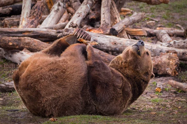 Up close shot of grizzly bear rolling on its back, playing.