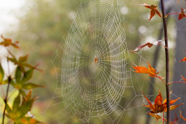 Spinne Inmitten Eines Spinnennetzes Das Mit Morgenschimmel Bedeckt Ist Herbstblätter — Stockfoto