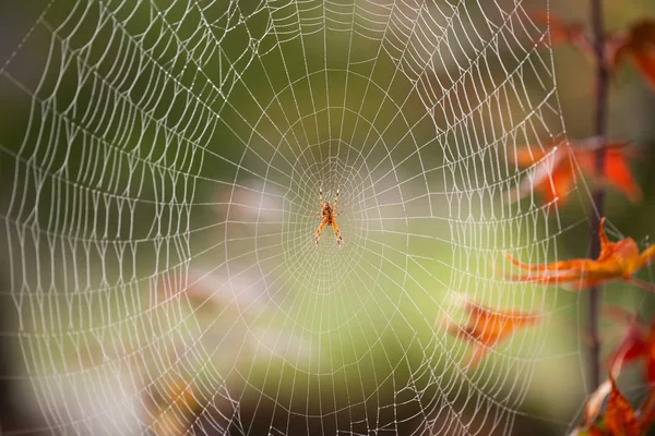 Spinne Inmitten Eines Spinnennetzes Das Mit Morgenschimmel Bedeckt Ist Herbstblätter — Stockfoto