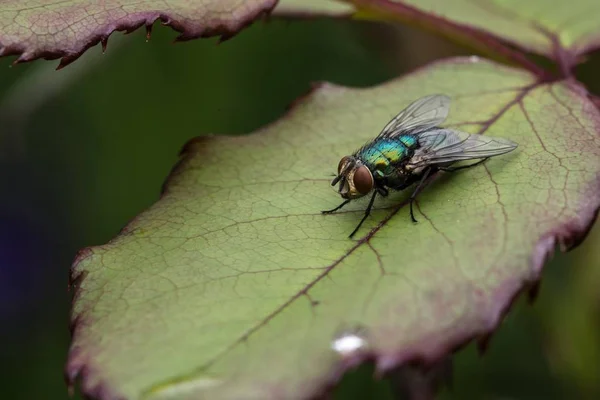 Common Green Household Fly Sitting Rose Leaf Close Macro Shot — Stock Photo, Image