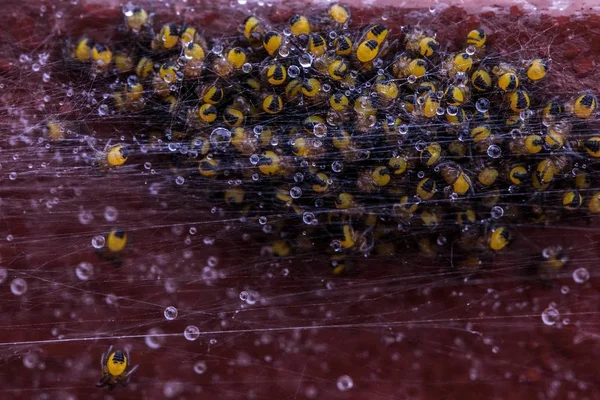 Гніздо Маленьких Жовтих Павуків Величезному Рою — стокове фото