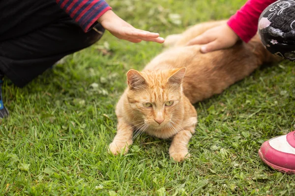 Children Yellow Cat — Stock Photo, Image