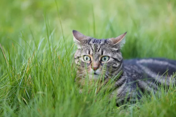 在高大的草丛中受惊的虎猫 — 图库照片