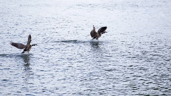 Kanada Kazlar Nehrin Iniş Çifti — Stok fotoğraf