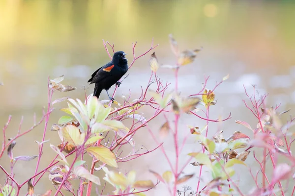 Pájaro Negro Del Ala Roja Agelaius Phoeniceus Cantando Una Rama —  Fotos de Stock