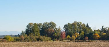 Turuncu, sarı, yeşil ve kahverengi yapraklar çiftlik alanı ağaçlarda sonbahar renkli.