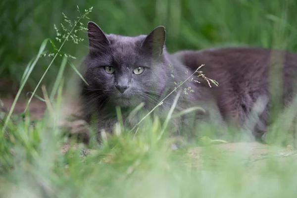背の高い草の中の灰色の長髪の猫 — ストック写真