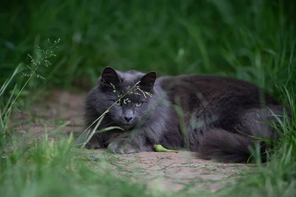 灰色短毛猫在高高的草丛中 — 图库照片