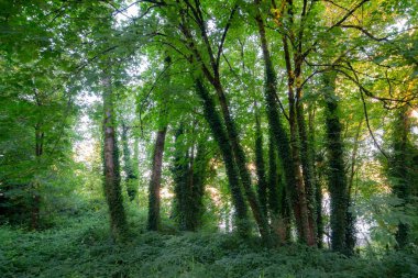 Güneş yeşil kubbe ile parlıyor akşam güneşi bırakır. Büyük yeşil ağaçları ile orman