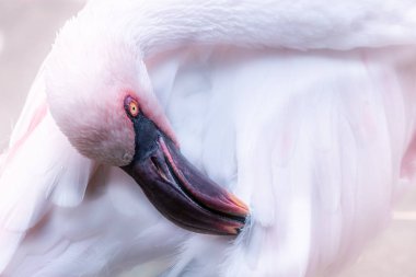 Daha az pembe flamingo tüyleri bir Gaga ile Temizleme.