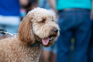 Labradoodle (Canis lupus familiaris) yapışkanlık dışarı bir dil ile.