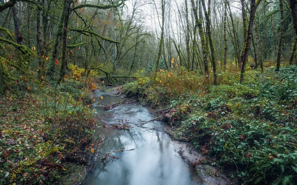 Malý Pramen Uprostřed Podzimní Les Zamračený Den Portlandu Oregon — Stock fotografie