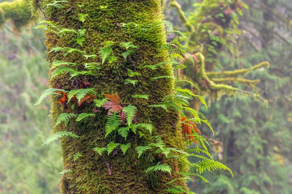 Samambaia Crescendo Cima Uma Árvore Totalmente Coberta Musgo Dia Outono — Fotografia de Stock