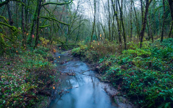 Пышный Зеленый Орегонский Лес Деревьями Покрытыми Мхом Небольшим Потоком Реки — стоковое фото