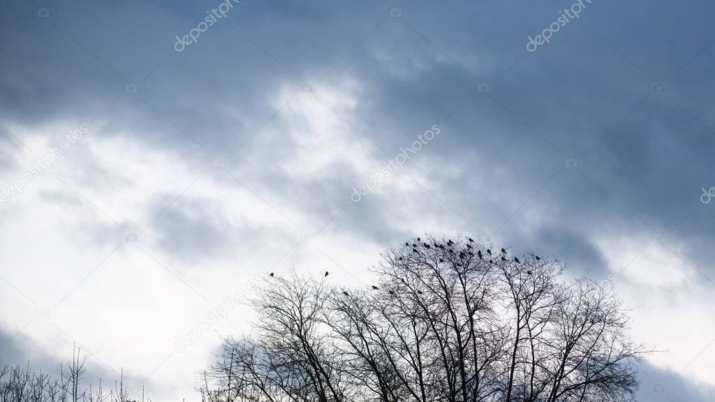 Tall bare tree with many crows sitting on branches. Late autumn evening with sky covered by gray gloomy clouds.