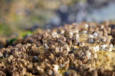 Valdes yarımadasındaki plaj bitkisi, Atlantik Okyanusu kıyısı, Patagonya, Arjantin, Güney Amerika