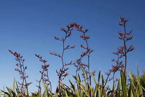 完璧な青い澄んだ空に対する赤い花の芽と草 — ストック写真