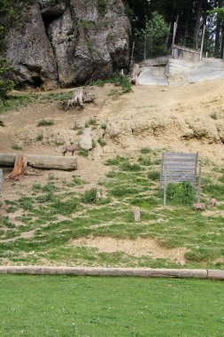 Alp hayvan Park veya Bregenz Alpenwildpark Pfander Hayvanat Bahçesi