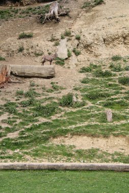Alp hayvan Park veya Bregenz Alpenwildpark Pfander Hayvanat Bahçesi