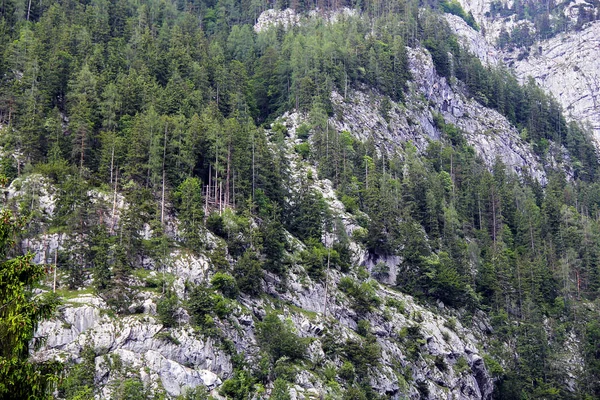 Foresta Pino Con Rocce Sulla Montagna — Foto Stock