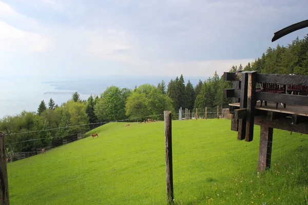 Alpine Wildlife Park Dieren Het Uitzicht Het Bodenmeer Bregenz Oostenrijk — Stockfoto