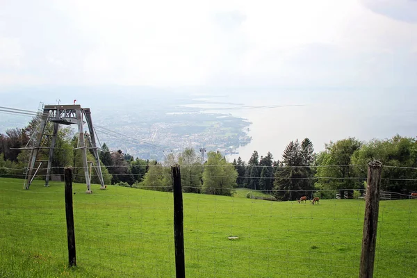 Alpine Wildlife Park Dieren Het Uitzicht Het Bodenmeer Bregenz Oostenrijk — Stockfoto