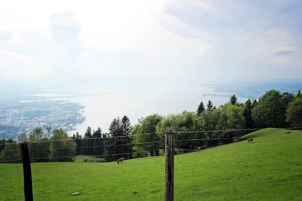 Alpine Wildlife Park Dieren Het Uitzicht Het Bodenmeer Bregenz Oostenrijk — Stockfoto