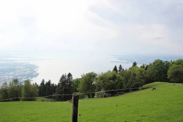 Alpine Wildlife Park Dieren Weide Het Panoramisch Uitzicht Het Bodenmeer — Stockfoto