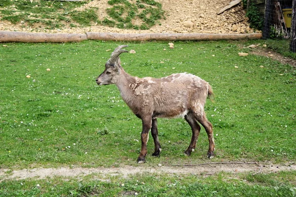 在布雷根茨 Alpenwildpark Pfander 的高山动物公园或动物园 — 图库照片