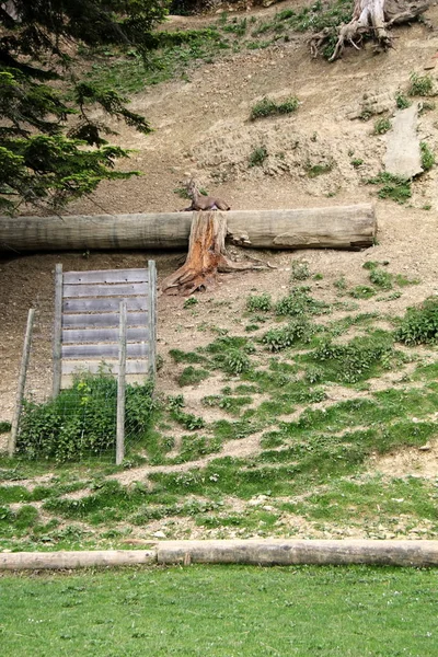 Alp hayvan Park veya Bregenz Alpenwildpark Pfander Hayvanat Bahçesi