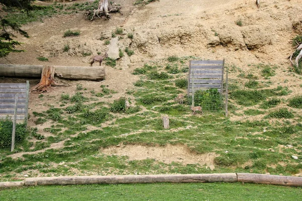Alp hayvan Park veya Bregenz Alpenwildpark Pfander Hayvanat Bahçesi