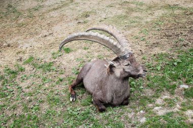Oğlak dağ keçisi alp memeli hayvan