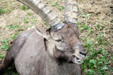 Oğlak dağ keçisi alp memeli hayvan