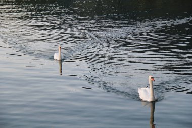Kuğular Bregenz, Avusturya Konstanz Gölü üzerinde